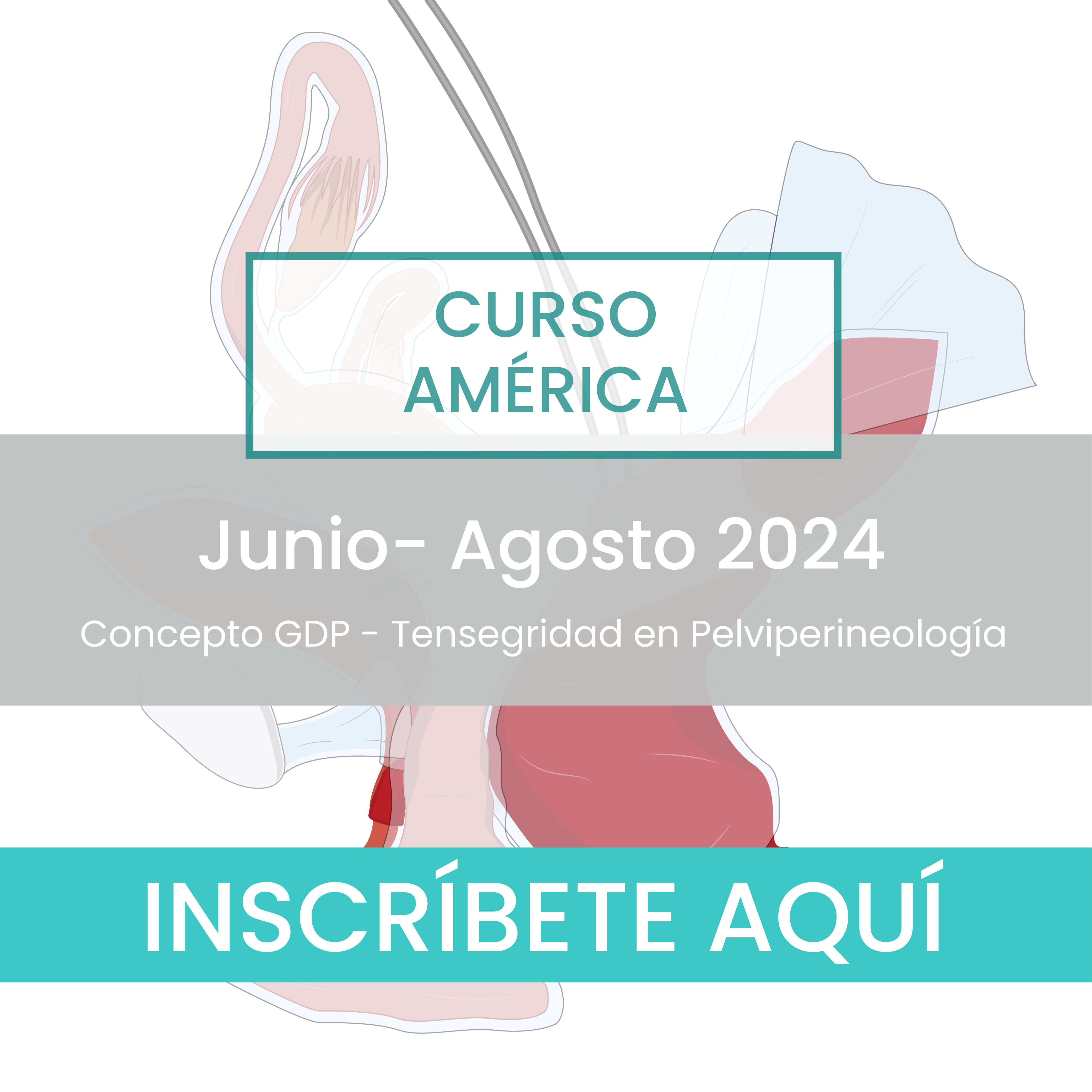 Curso semipresencial Internacional América: Tensegridad en Pelviperineología - Junio | Agosto 2024